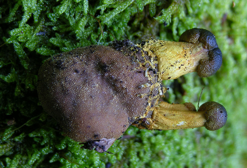 Totofungo...per chi vuole provarci.